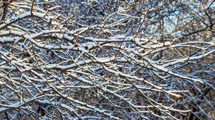 Snow-covered tree branches in the forest on a sunny day, pattern with snow-covered tree branches