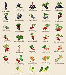 33 Different Botanical Edible Berries, Berry, Fruits. Fully Layered and Grouped. Shape and Color Editable Vector Illustration.