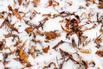 Winter background with snow-covered fallen dry leaves