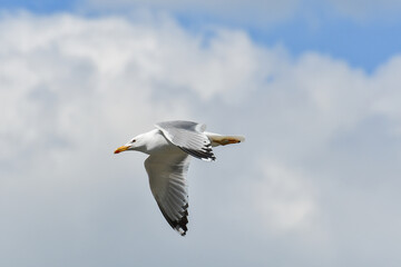 Fototapeta na wymiar Herring Gull (Larus Argentatus) a water bird flies in the sky.