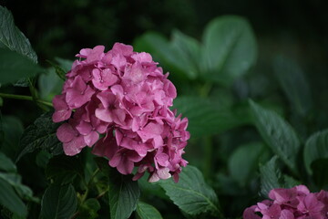 Hortensie und andere farbenfrohe Blumen in einem Park