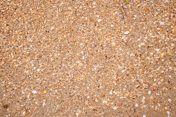 Texture of yellow sand with shell particles.