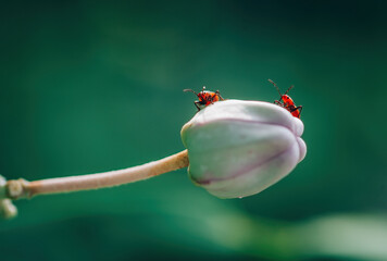 Two Catacanthus incarnatus on flower