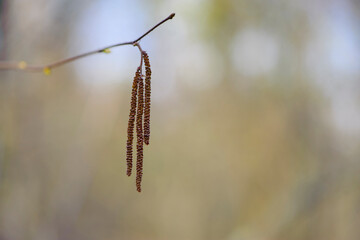 autumn buds on a birch twig. Birch tree blossom yellow flowers macro, spring trees in park. buds on branches. Beautiful autumn nature background. bloom plants closeup, warm weather. Bokeh effect.
