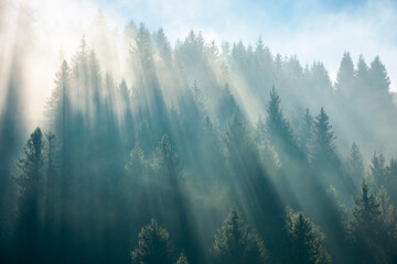 sunlight through fog and forest. coniferous trees on the hill. wonderful autumn nature background...