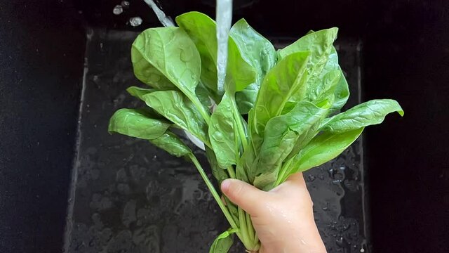 Children's hands washing fresh spinach in black sink under water stream