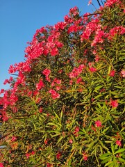 red and yellow flowers
