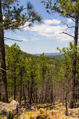 Heddy Draw Overlook, Custer State Park, South Dakota