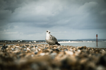 Seagull