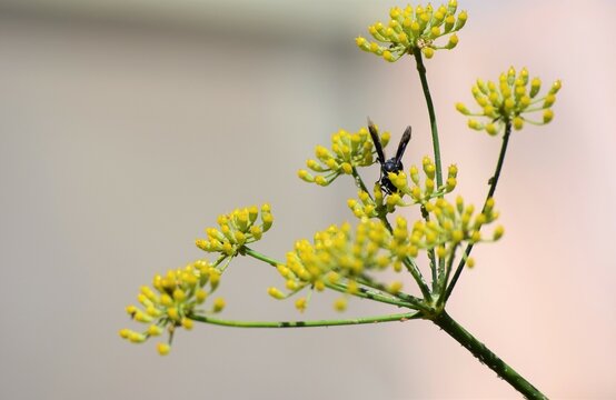 abelha na flor de erva-doce