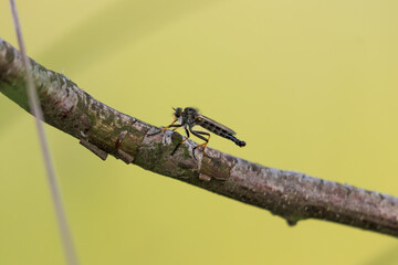 An insect on a twig in the forest. A small flying insect is resting. The photo was taken in the Stawy Milickie nature reserve - obrazy, fototapety, plakaty