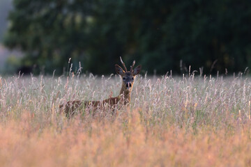 Male goat European Roe Deer Capreolus capreolus walks on meadow in the Stawy Milickie nature reserve, sunny meadow with wild animals - obrazy, fototapety, plakaty