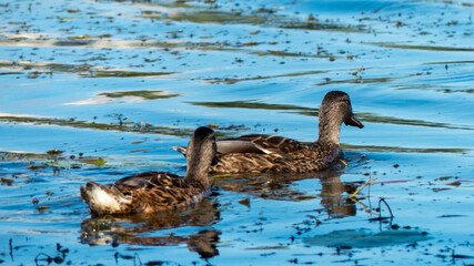 Family couple of ducks