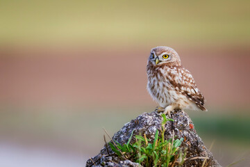 Little owl. Colorful nature background. Athene noctua.  