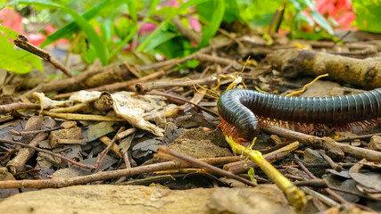 Insect among the branches 