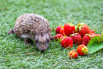 a lot of strawberries in summer and a hedgehog