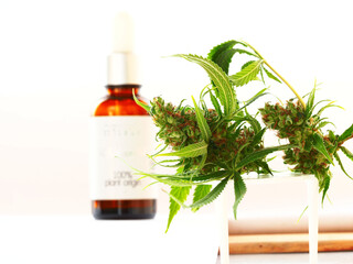cbd oil cannabis