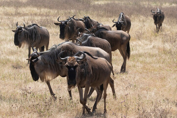 A herd of wildebeest moving through Ngorongoro crater during the migration.