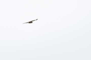 Obraz premium Common buzzard (Buteo buteo) - a large bird of prey flies in the air looking for food.
