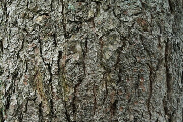 Pinus im Detail mit einer rauen Borke