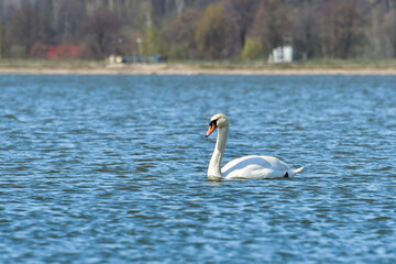 Mute swan (Cygnus olor), a large water bird, swims in the calm lake water and searches for food underwater.