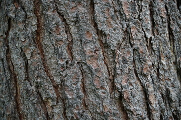Kiefer, Pinus im Detail mit einer rauen Borke
