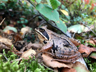 A frog sits on leaves in the woods close-up
