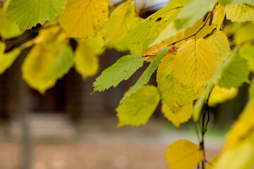 Fall, autumn, leaves background. A tree branch with autumn leaves on a blurred background. Landscape in autumn season