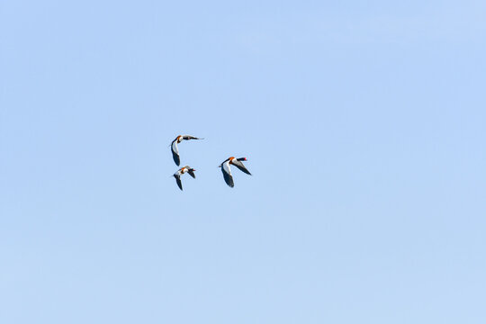 Ohar (Tadorna tadorna) three birds two female and one male are flying in the sky.