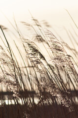 wheat in the wind