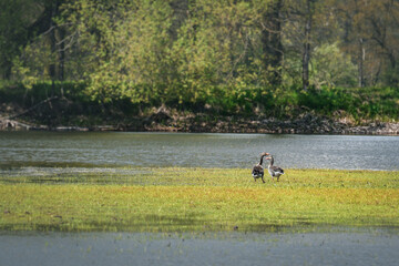 Obraz na płótnie Canvas Greylag goose (Anser anser) water bird, animals walk on the grass at the edge of the pond.