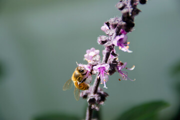 Bee working in the morning pollinating flowers in a garden bathed by natural light.