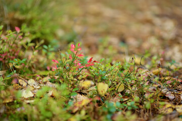 Details of beautiful mixed pine and deciduous forest, Lithuania,
