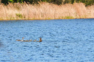 Greylag Goose (Anser anser) adult birds swim with young broods in the calm waters of the breeding pond.