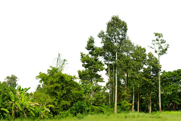View of a High definition Treeline isolated on a white background, tree line isolate on white...