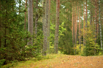 Beautiful mixed pine and deciduous forest, Lithuania