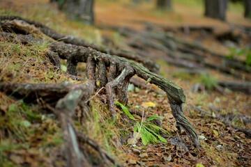 Details of beautiful mixed pine and deciduous forest, Lithuania,