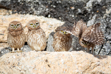 Little owls. Colorful nature background. Athene noctua.  