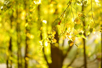 Beautiful golden leaves on a tree branch on autumn day