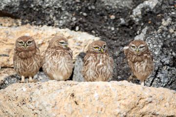 Little owls. Colorful nature background. Athene noctua.  