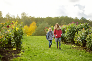 Fototapeta premium Two cute sisters playing in dahlia field. Children picking fresh flowers in dahlia meadow on sunny autumn day.