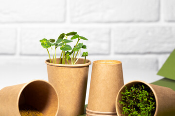Microgreen Plants in paper eco cup. Young green sprouts growing. Healthy eating concept. Light brick background. Copyspace, Eco Friendly Theme