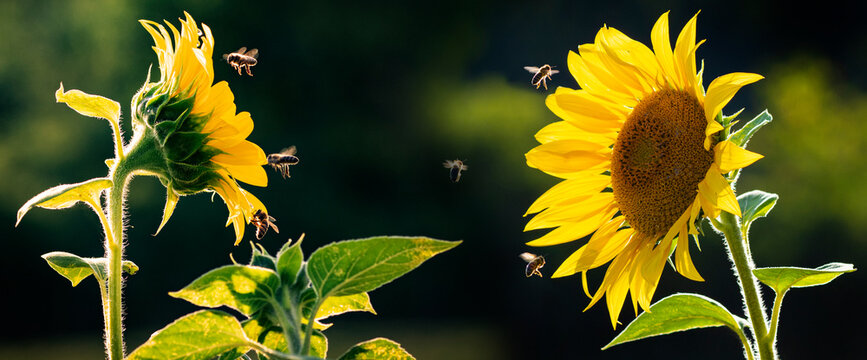honey bees Apis mellifera drinking nectar from sunflower