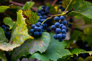 Defocus ripe grape. A bunch of ripe blue grapes in close-up. Dry green yellow leaves. Harvesting...
