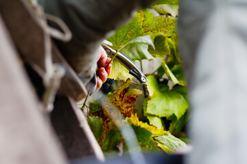 Defocus woman cutting bunch grape by scissors. Red wine grapes on vine in vineyard. Winemaker Harvesting Grapes. Female hands cutting grapes during the crop. Green leaves. Out of focus