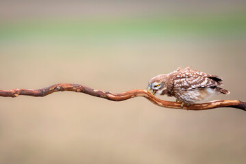 Little owl. Colorful nature background. Athene noctua.  