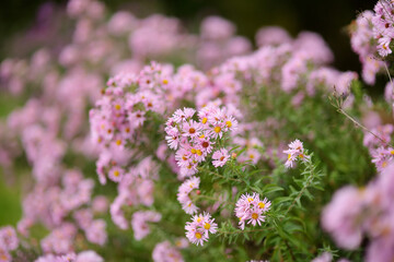Different shades of purple chrysantemum flowers in a backyard garden in autumn. Fall season. Decorative flowers.