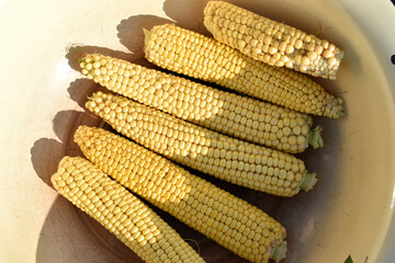 Ears of ripe corn in a bucket close-up