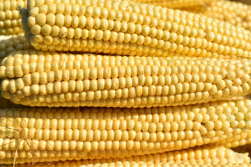 Ears of ripe juicy yellow corn close-up
