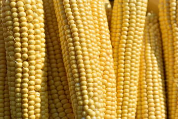 Ears of ripe juicy yellow corn close-up